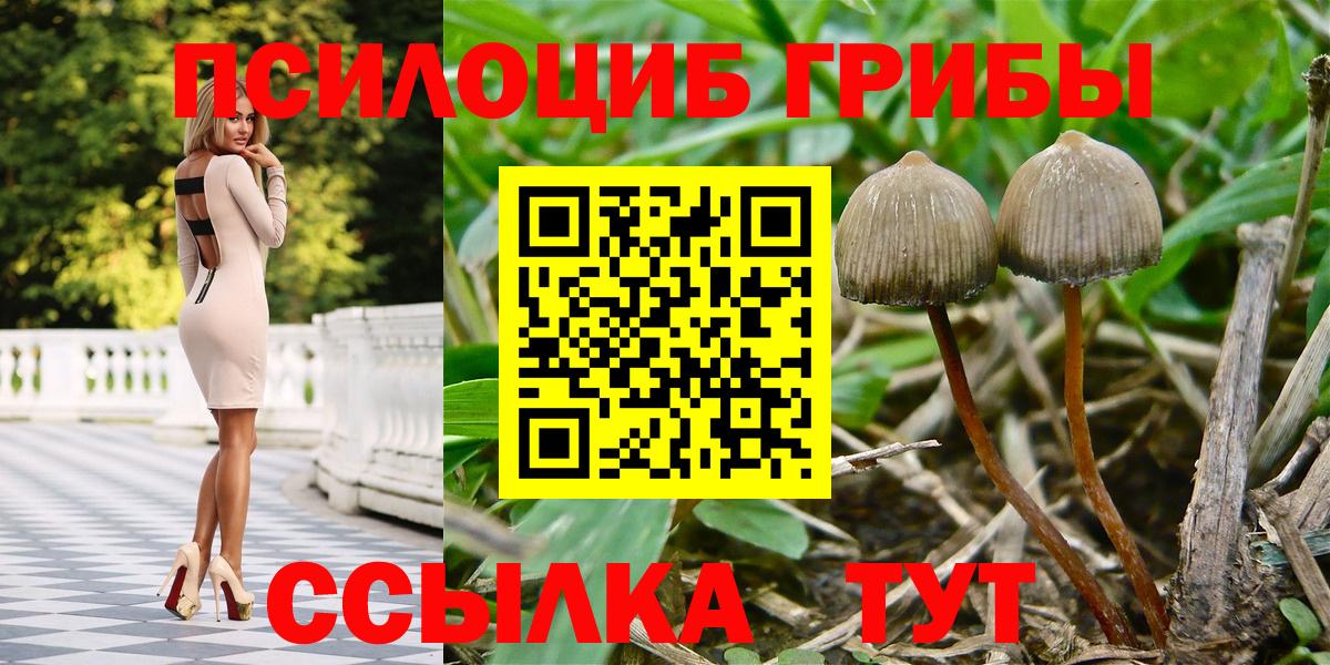 Псилоцибиновые грибы Cubensis Черкесск